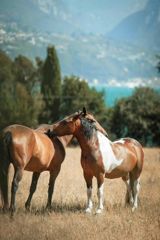 two brown and white horses are standing in the grass