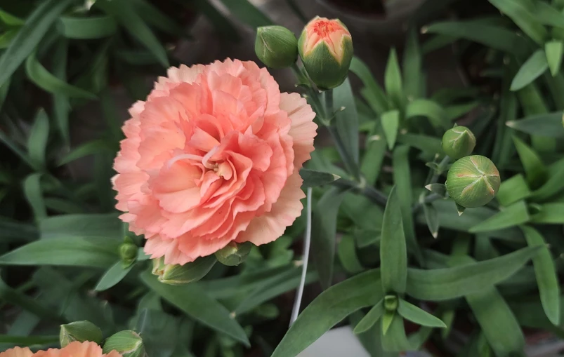 the orange flowers are growing among the green leaves