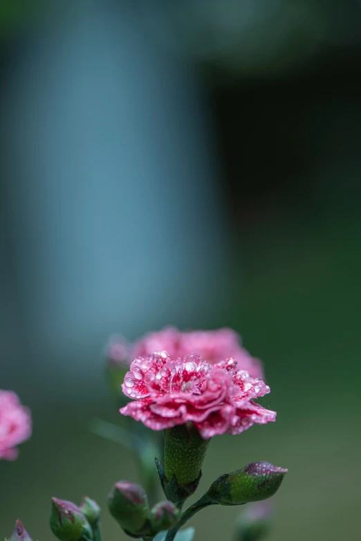 a pink flower with tiny rain drops on it