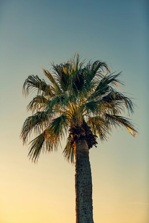 a palm tree with no leaves on it