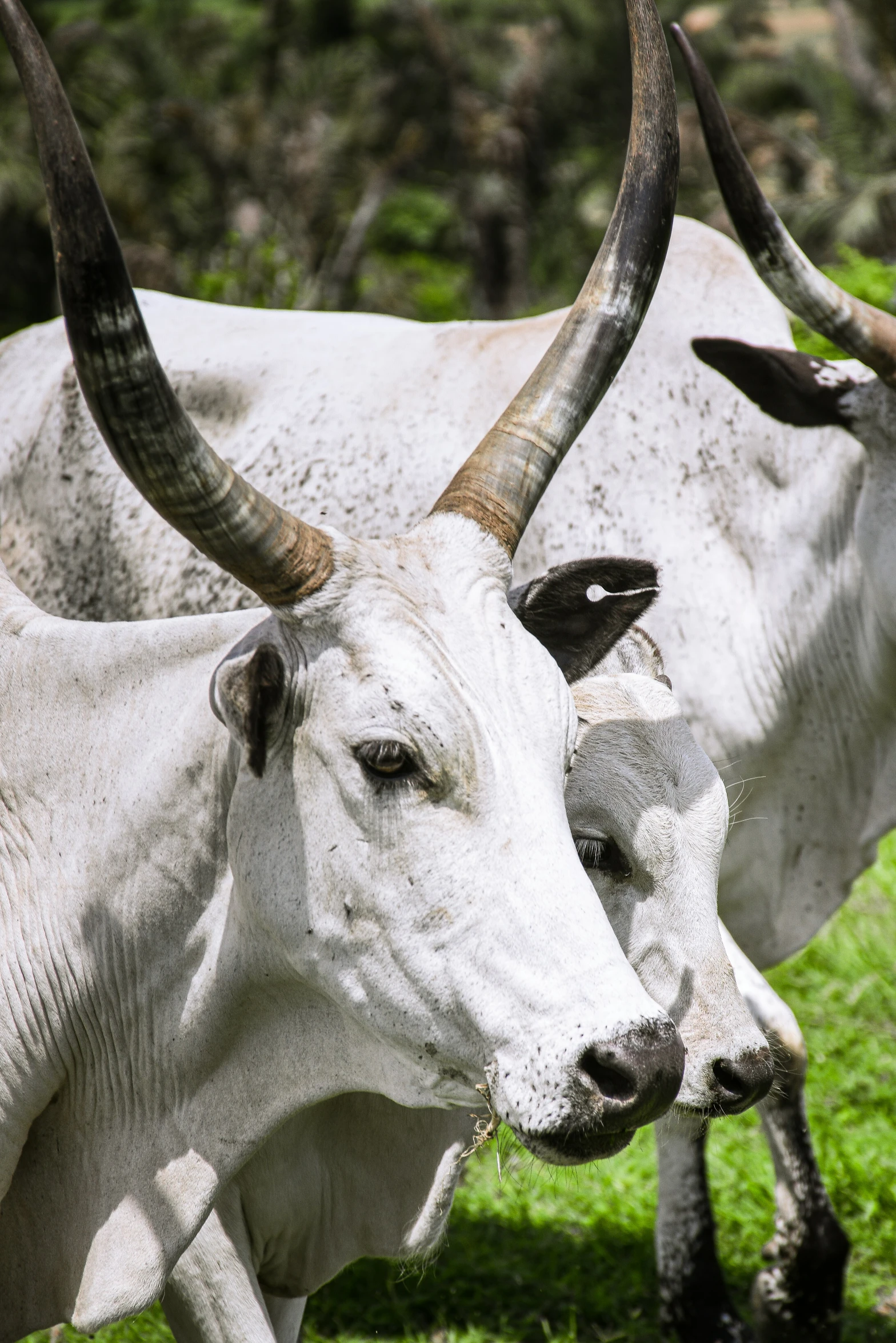 two bulls with huge horns are standing side by side in grass