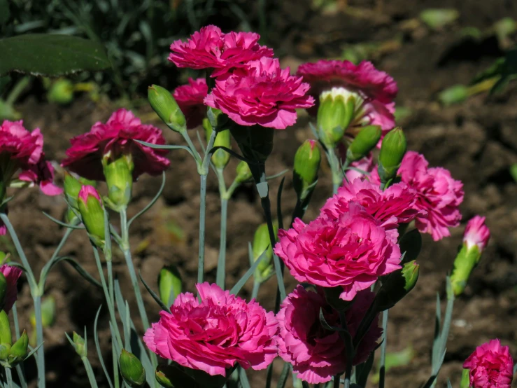 pink carnations in the grass and soil