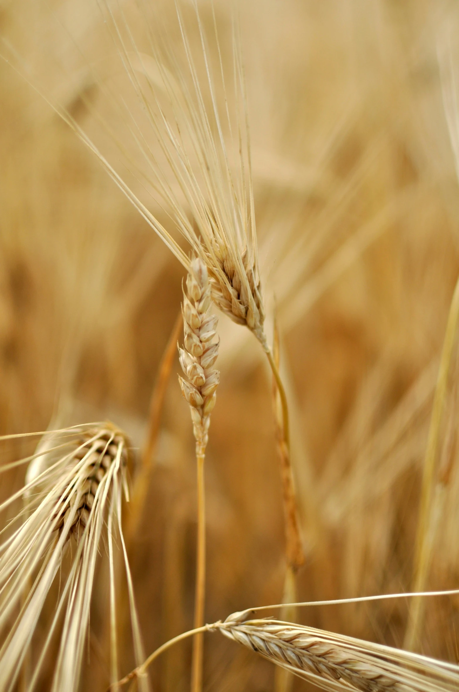 a grain is being blown over in a field