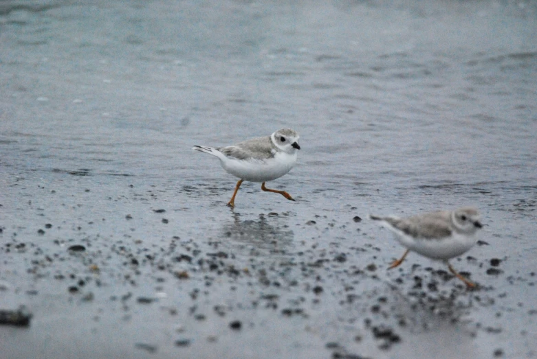 birds walking on wet sand in the water