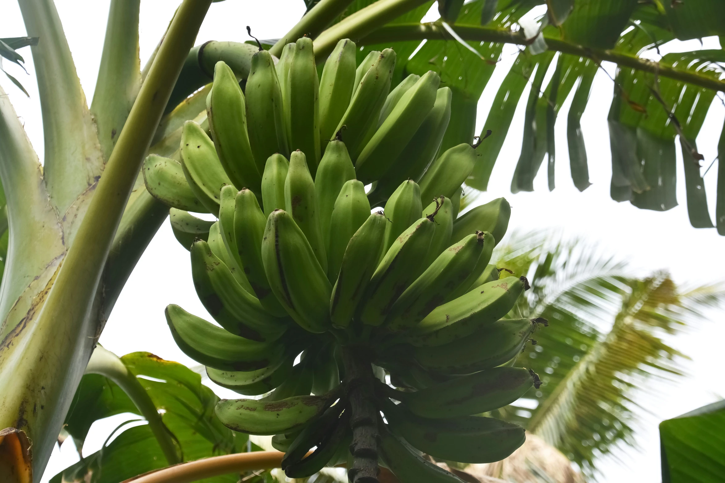 the green bananas are growing on the tree