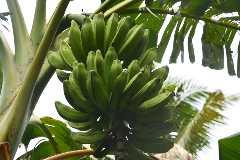 the green bananas are growing on the tree