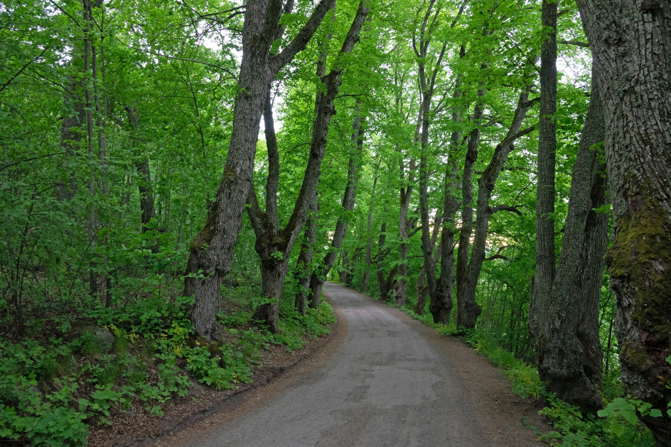 the road in the forest is lined with trees