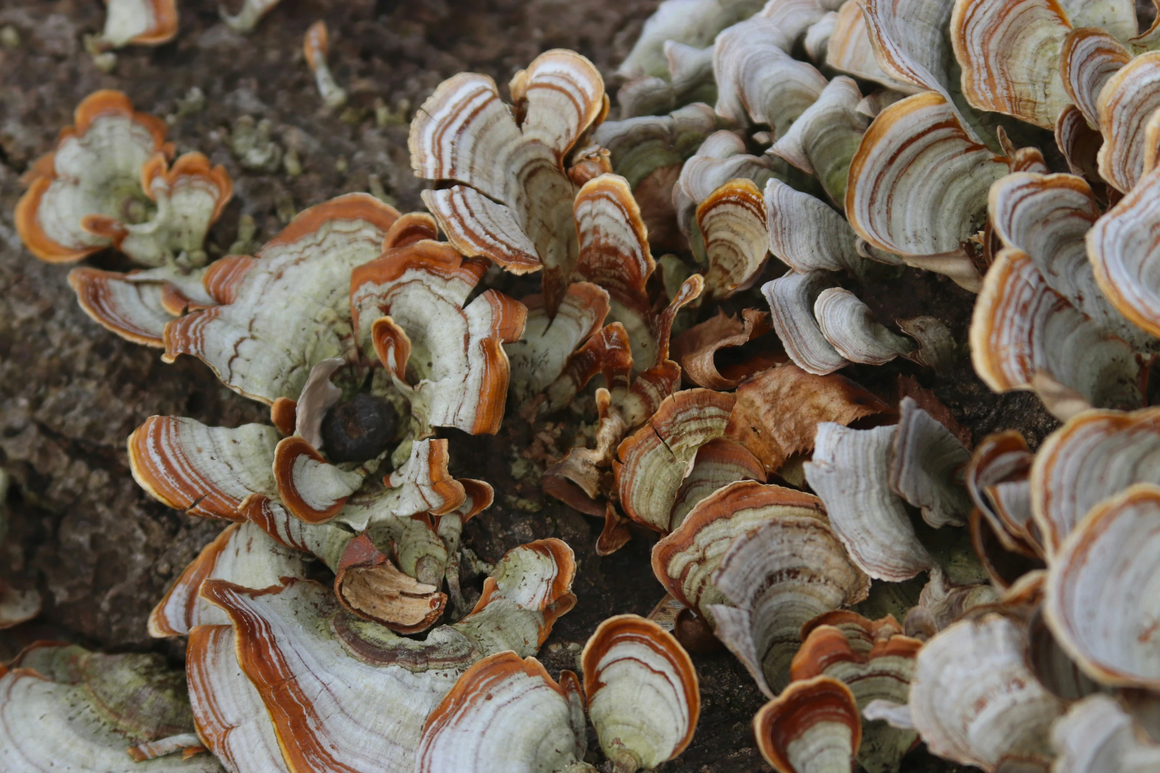 a mushroom growing in the ground next to some moss