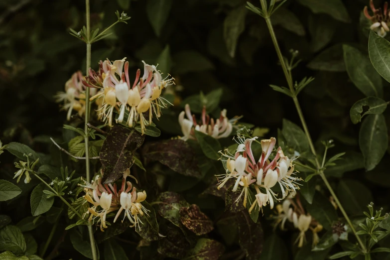 some small brown and white flowers growing by a wall