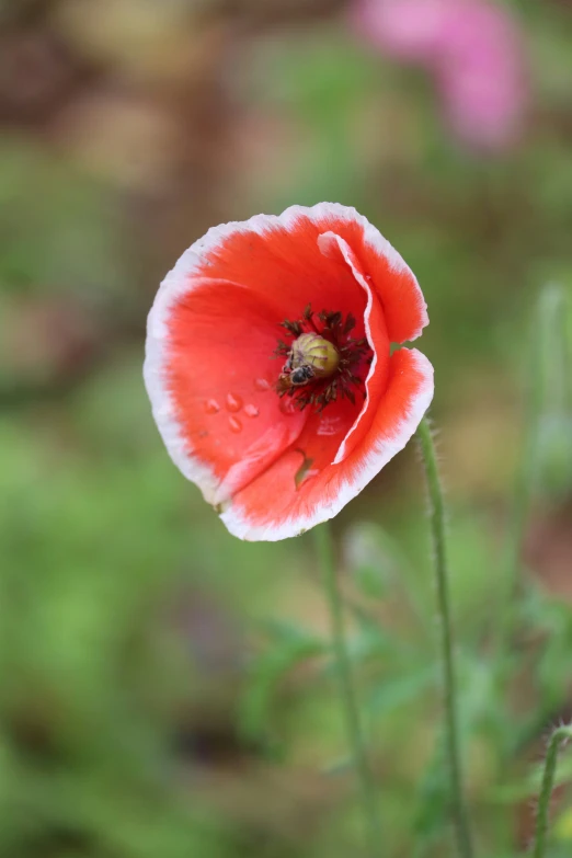 a poppy with a bug on it