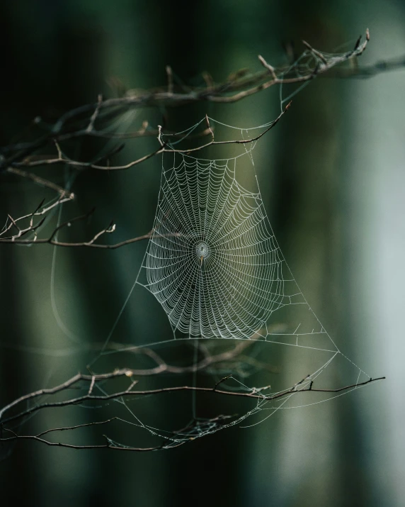 a spider web is hanging in a tree