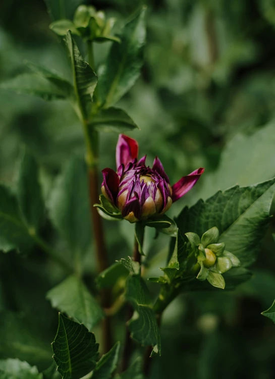 a red flower blooming on top of a bush