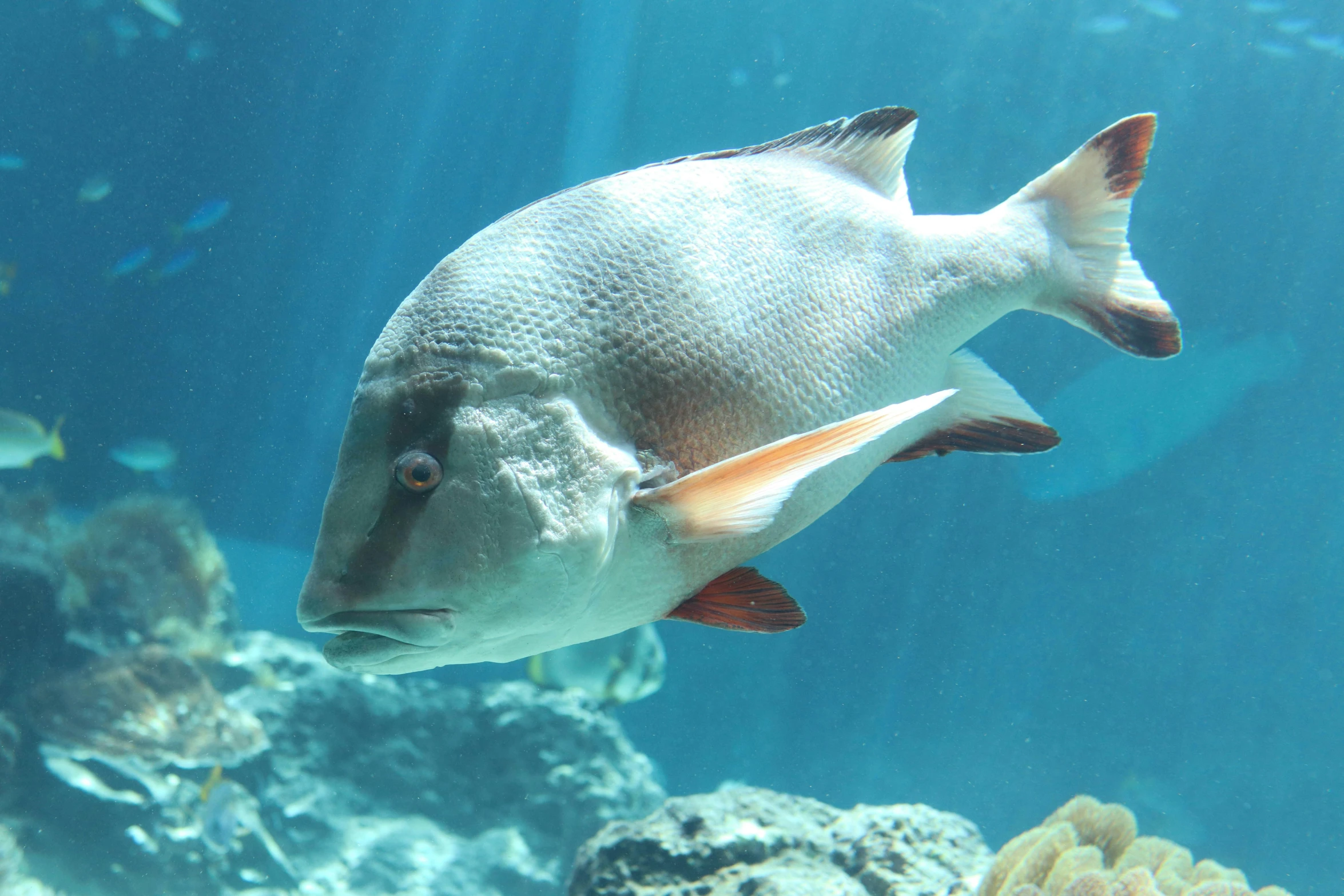 a fish is swimming near corals and other rocks