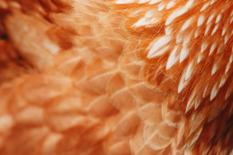 closeup of the tail and wings of a brown chicken