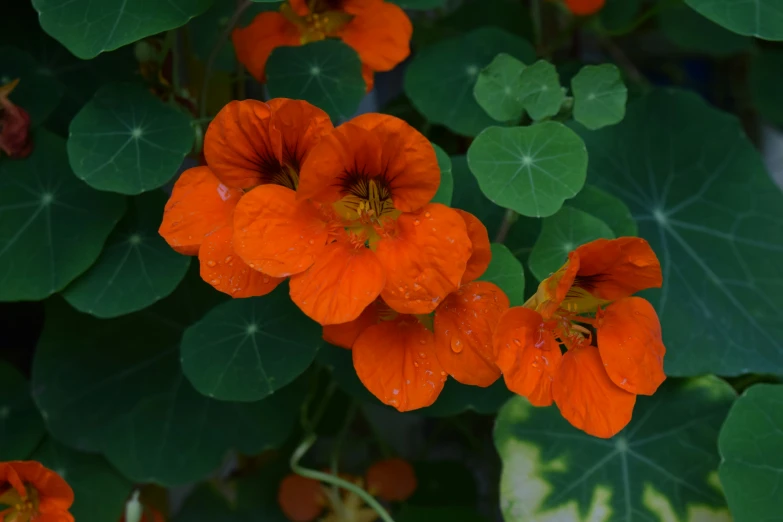orange flowers surrounded by green leaves and water droplets