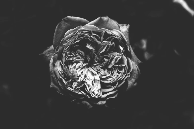 a black and white po of a flower