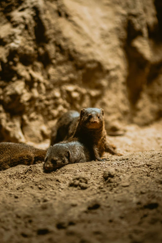 two baby otters playing near the mud