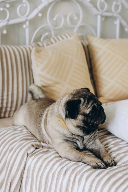 a small dog sleeping on a bed with many pillows