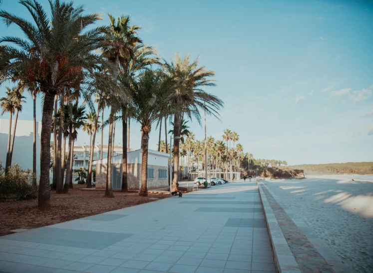 the palm trees are lined up on the side of the street