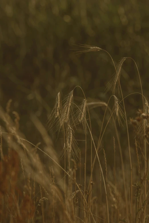 some kind of plant that is standing in the grass