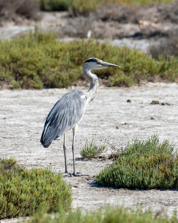 a white and gray bird with long legs in the sand