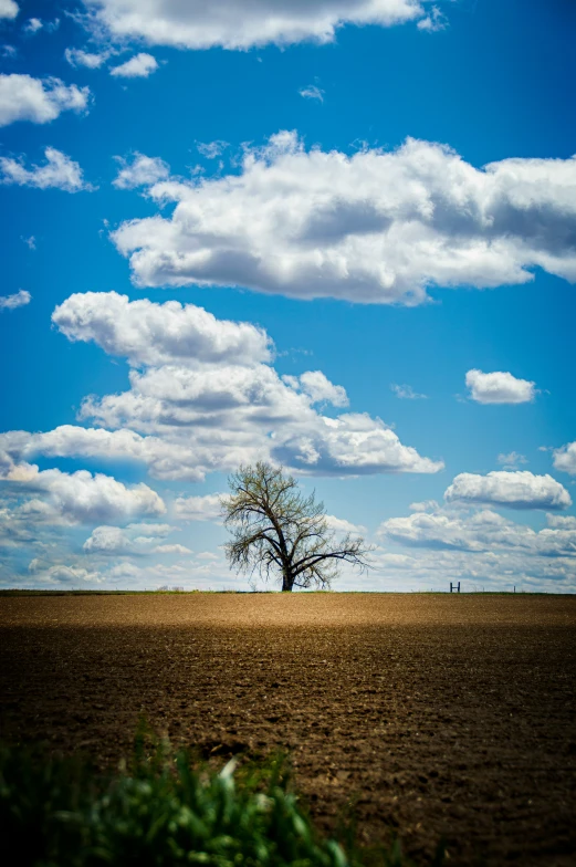 two bare trees standing in the middle of a large, empty field