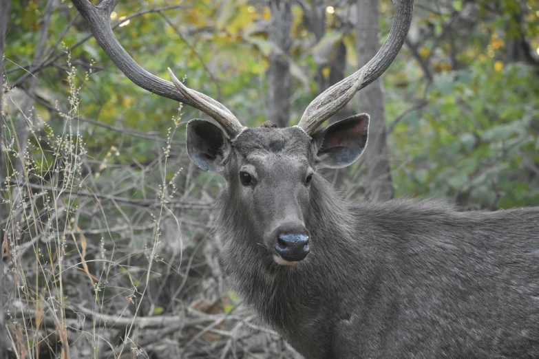 this deer's horns are long and sharp as it stands near the trees