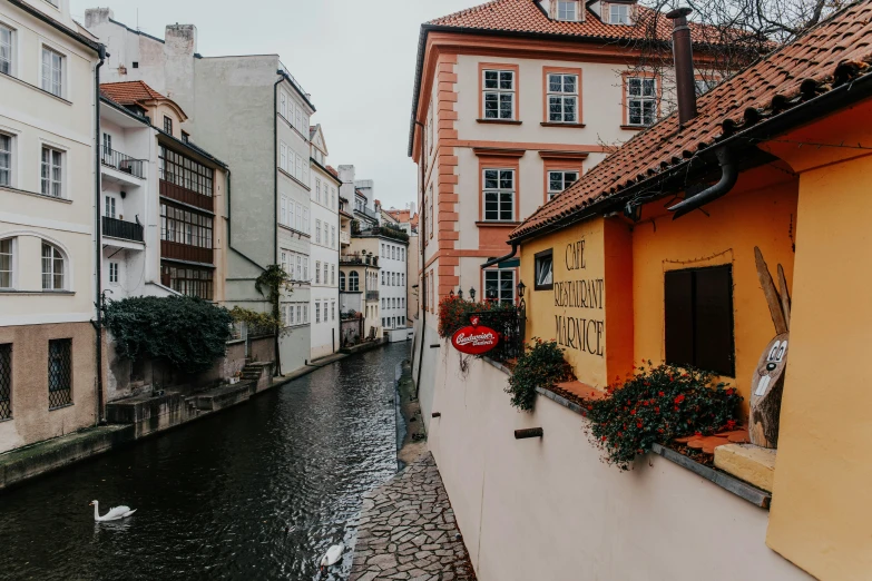 a swan swims past buildings next to a canal