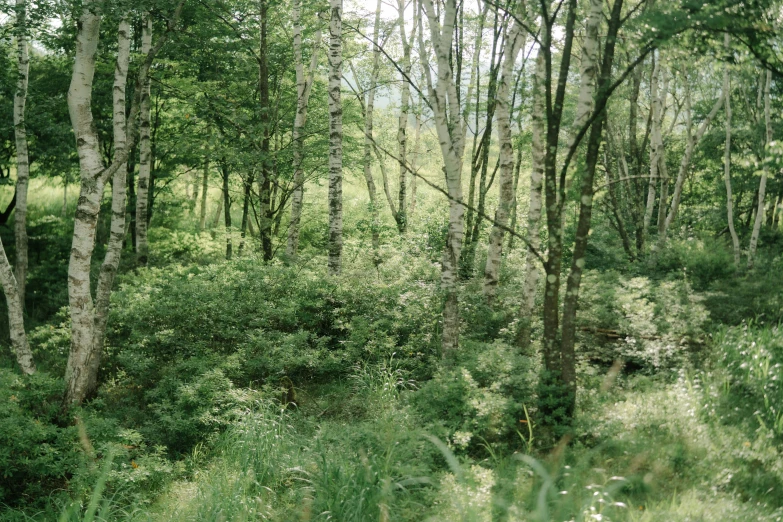 trees in the woods with a stream running through them