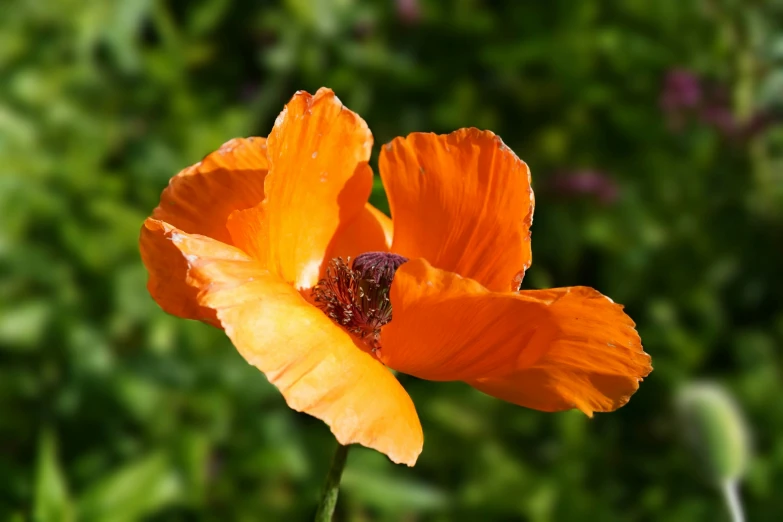 an orange flower is shown with green in the background