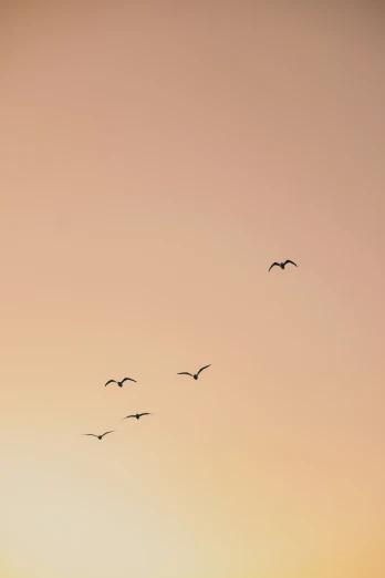birds flying in the air with a sun setting behind them