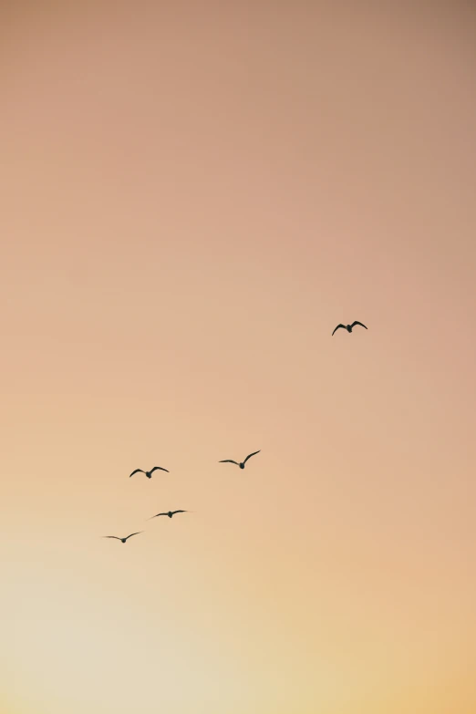 birds flying in the air with a sun setting behind them