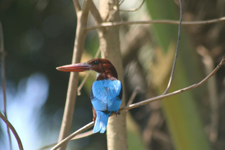 small bird with red head sitting on the nch