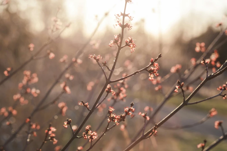 flowers with tiny leaves in the early morning sun