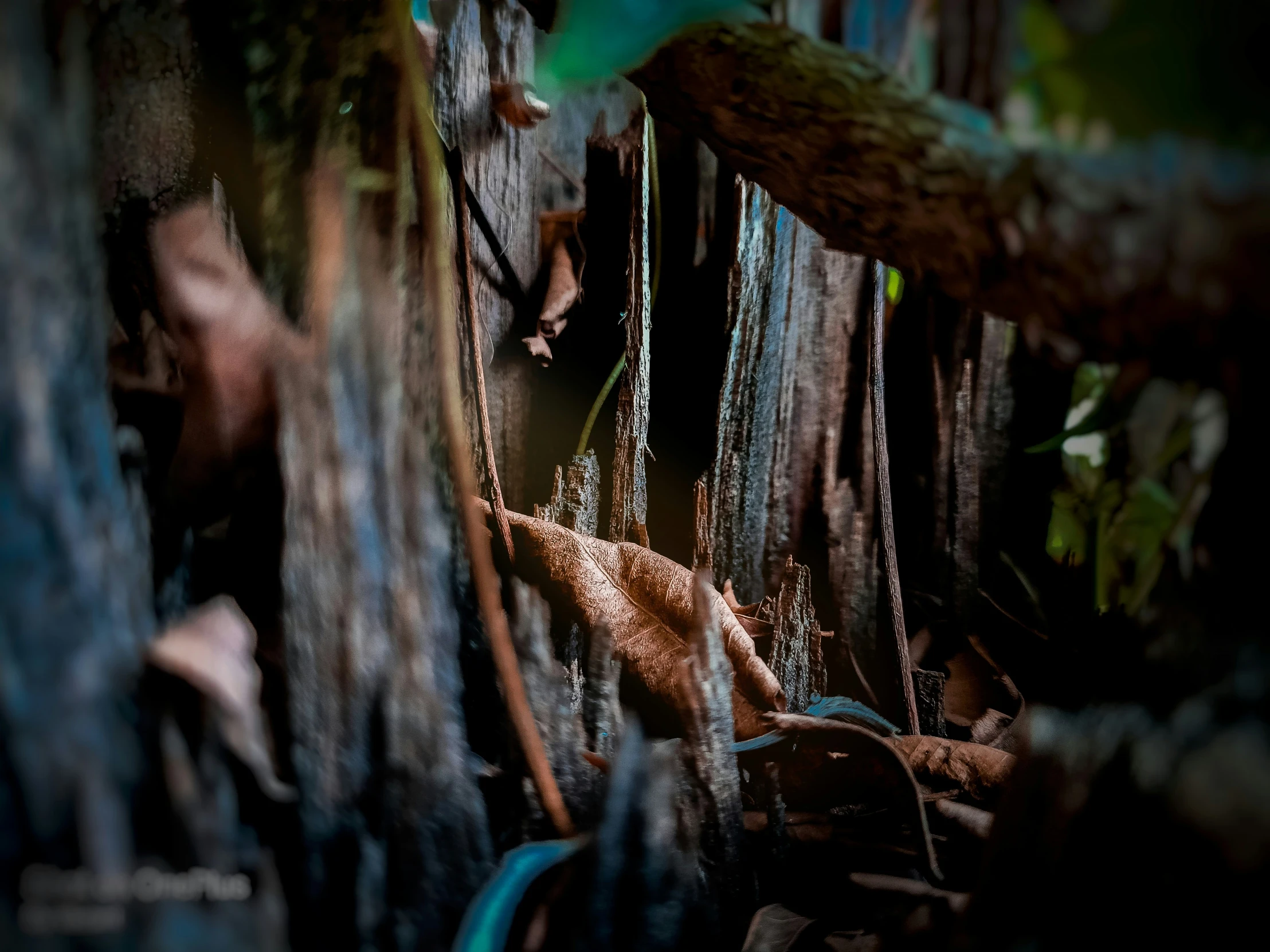 birds and plants hanging from the bark of the tree