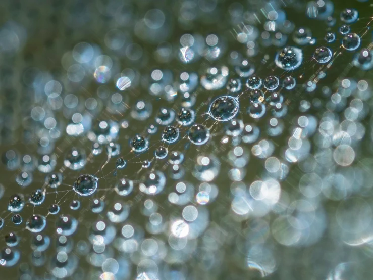 water drops are on top of the web