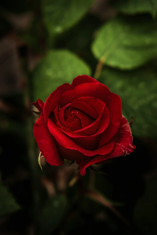 a red rose sitting inside of the middle of a green plant