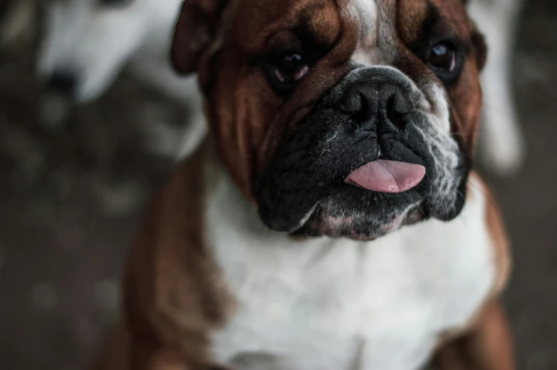 the bulldog has two smaller ears and big brown and white noses