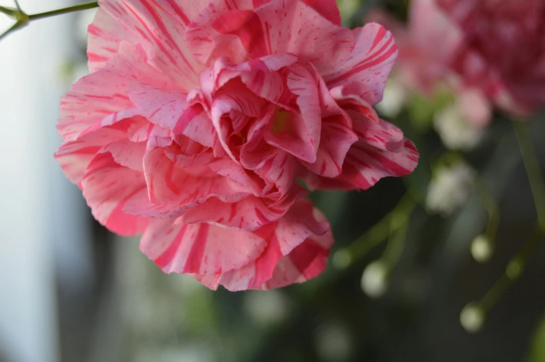 some pretty pink flowers that are outside in the day