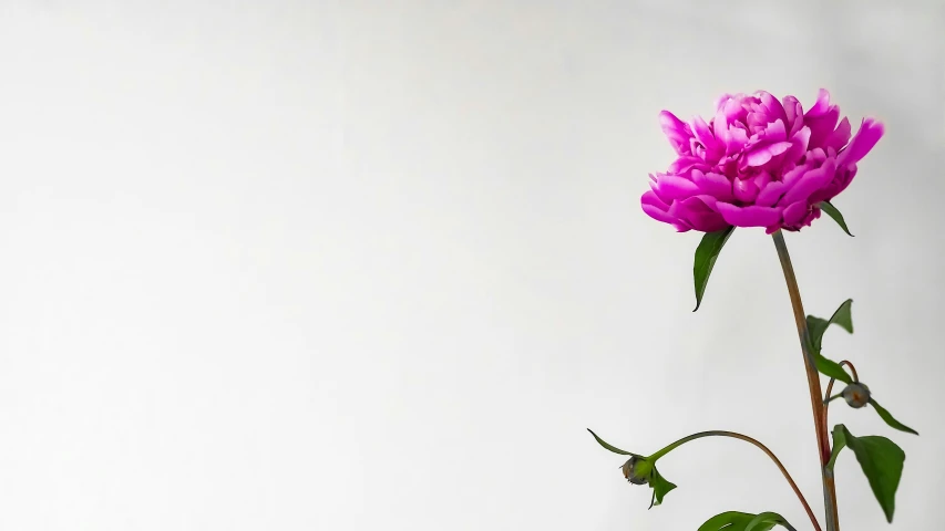 a pink flower is in a white vase