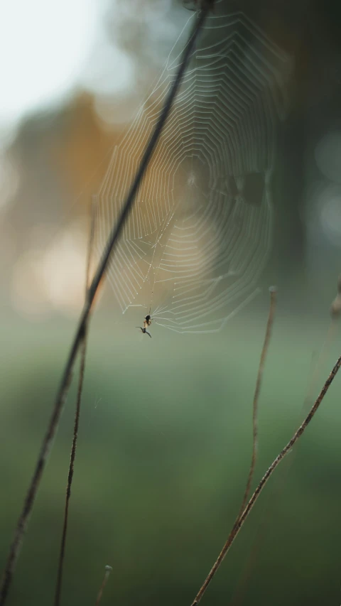 a spider web is hanging on the tree