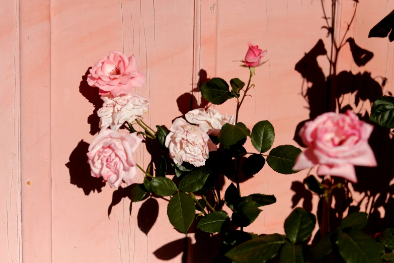 the nch of roses is in front of the wall