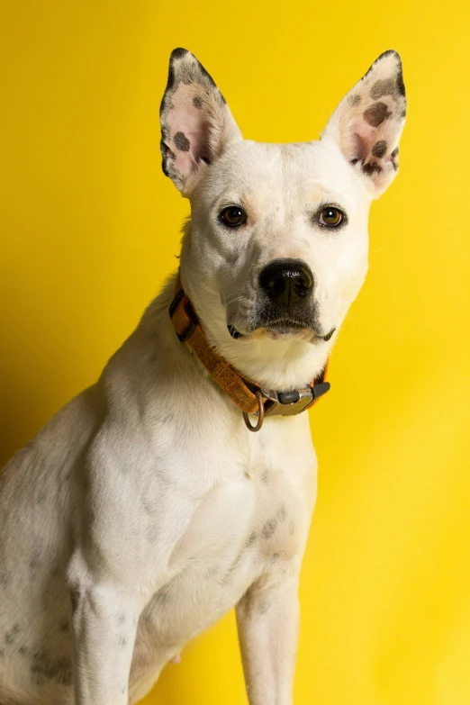a white dog with spots on it's fur sitting against a yellow background
