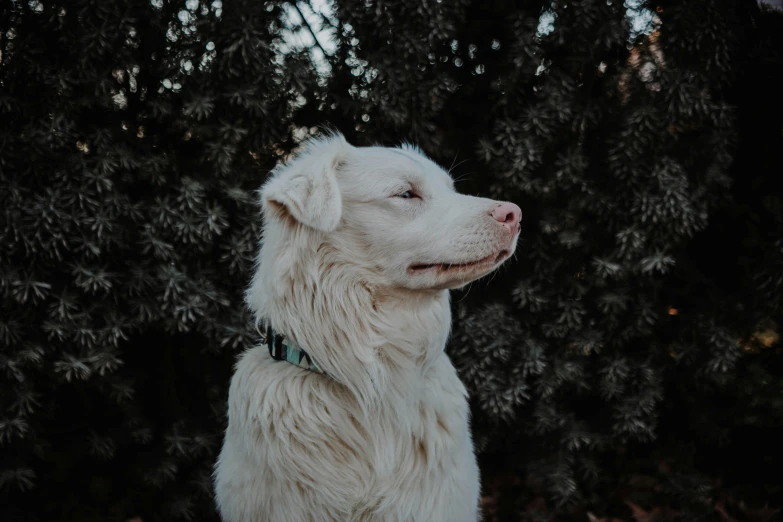 a white dog is in the sunlight with his head resting on his collar