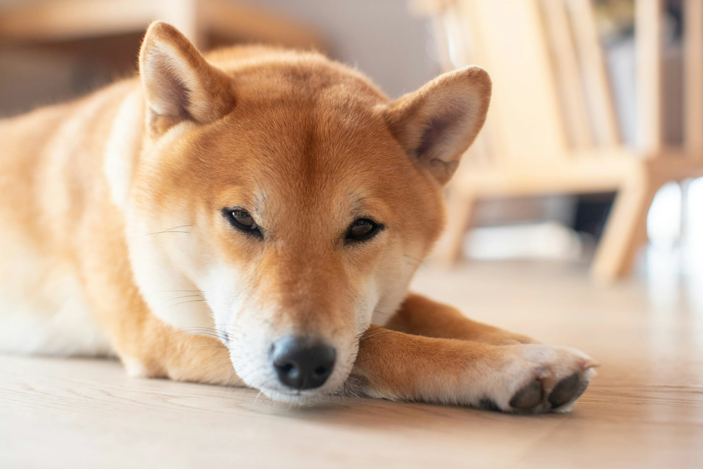 a dog lying on the floor while looking sad