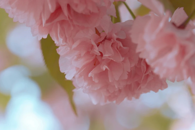 some pink flowers hang from a tree nch