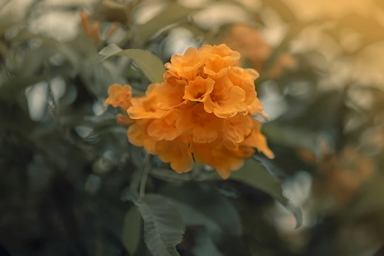 an orange flower blooming on top of a tree