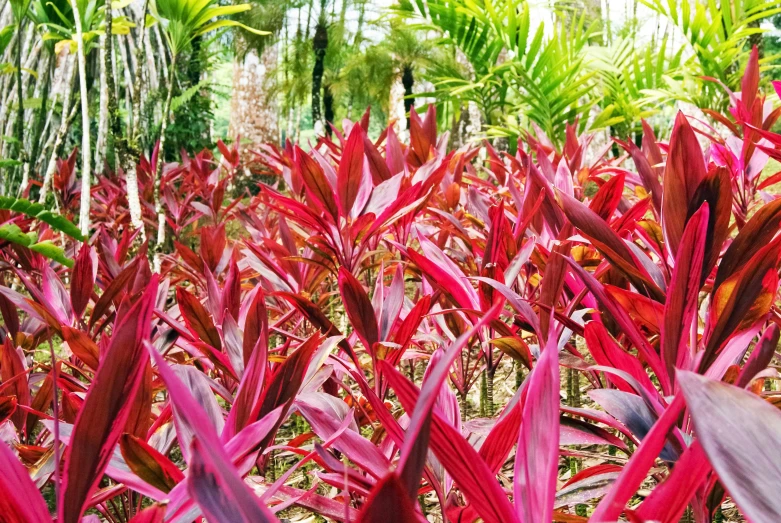 red vegetation surrounded by palm trees and jungles