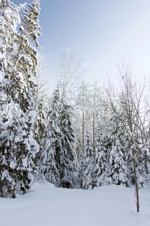 a snowboarder is skiing between a bunch of trees