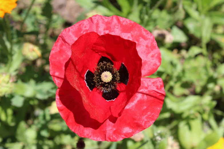 there is a red flower that has black inside